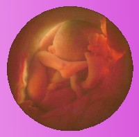 Entrer dans baby Web Care